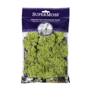 Reindeer Moss Preserved – Chartreuse