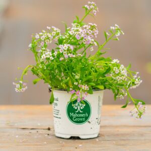 Alyssum – Clear Crystal Purple Shades – 4″ Pot