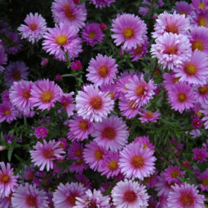 Aster – Novae-Angliae Purple Dome – 2.55 Quart