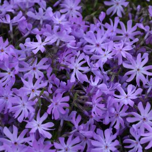 Phlox – Bedazzled Lavender – 2.55 Quart