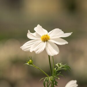 Cosmos – Sonata White – 4″ Pots
