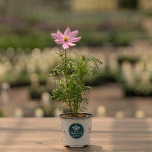 Cosmos – Sonata Mix – 4″ Pot