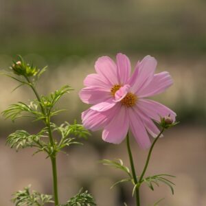 Cosmos – Sensation Mix – 4″ Pot
