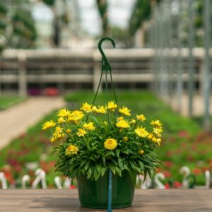 Bracteantha – Dreamtime Jumbo Yellow – 10″ Hanging Basket