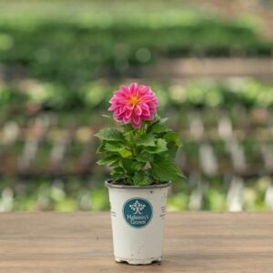 Dahlia – Dahlietta Emily – 4.5″ Pot