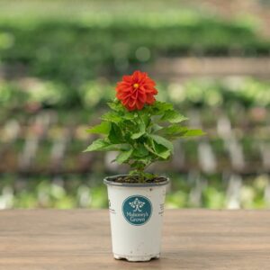 Dahlia – Dahlietta Rachel – 4.5″ Pot