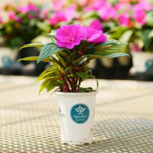 New Guinea Impatiens – Sonic Amethyst – 4.5″ Pot
