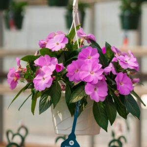 New Guinea Impatiens – Super Sonic Lavender – 8″ Hanging Basket