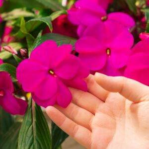 New Guinea Impatiens – Super Sonic Lilac – 8″ Hanging Basket