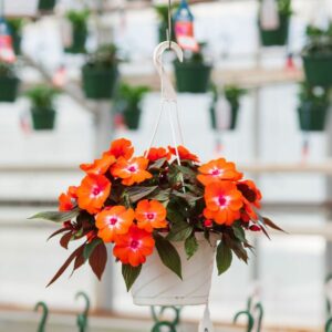 New Guinea Impatiens – Super Sonic Orange Ice – 8″ Hanging Basket