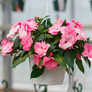 New Guinea Impatiens – Super Sonic Pastel Pink – 8″ Hanging Basket