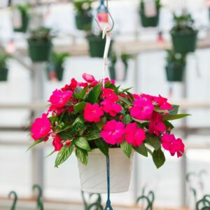 New Guinea Impatiens – Super Sonic Pink – 8″ Hanging Basket