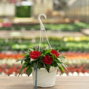 New Guinea Impatiens – Super Sonic Red – 8″ Hanging Basket