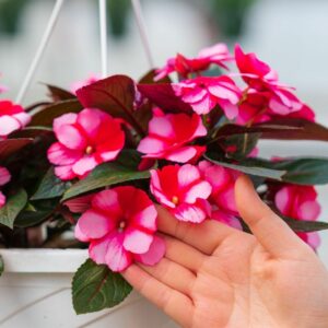 New Guinea Impatiens – Super Sonic Sweet Cherry – 8″ Hanging Basket