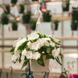 New Guinea Impatiens – Super Sonic White – 8″ Hanging Basket