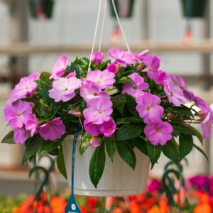 New Guinea Impatiens – Super Sonic Lavender – 10″ Hanging Basket