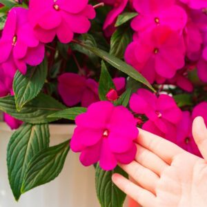 New Guinea Impatiens – Super Sonic Lilac – 10″ Hanging Basket