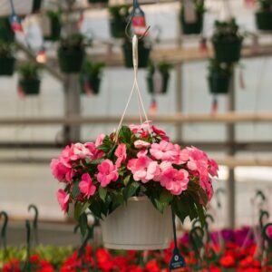 New Guinea Impatiens – Super Sonic Pastel Pink – 10″ Hanging Basket