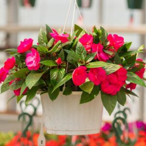 New Guinea Impatiens – Super Sonic Pink – 10″ Hanging Basket