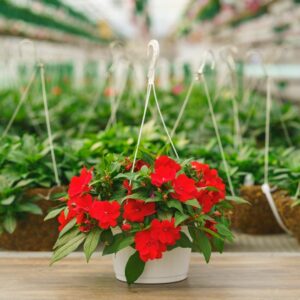 New Guinea Impatiens – Super Sonic Red – 10″ Hanging Basket
