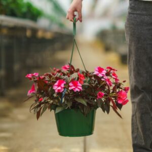 New Guinea Impatiens – Super Sonic Sweet Cherry – 10″ Hanging Basket