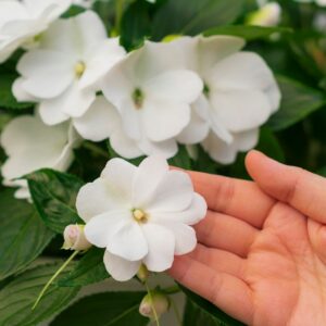 New Guinea Impatiens – Super Sonic White – 10″ Hanging Basket