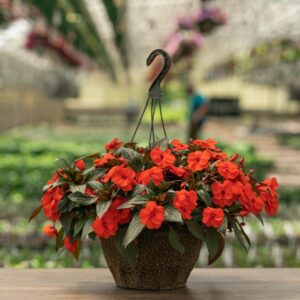New Guinea Impatiens – Super Sonic Flame – 12″ Hanging Basket