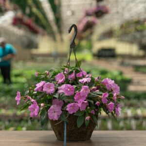 New Guinea Impatiens – Super Sonic Lavender – 12″ Hanging Basket