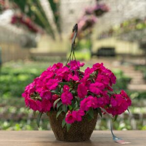 New Guinea Impatiens – Super Sonic Lilac – 12″ Hanging Basket