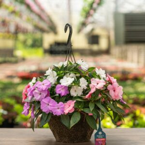 New Guinea Impatiens – Super Sonic Mix – 12″ Hanging Basket