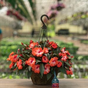 New Guinea Impatiens – Super Sonic Orange Ice – 12″ Hanging Basket