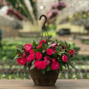 New Guinea Impatiens – Super Sonic Pink – 12″ Hanging Basket