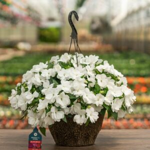 New Guinea Impatiens – Super Sonic White – 12″ Hanging Basket