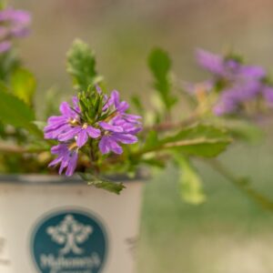 Scaevola – Bombay Dark Blue – 4.5″ Pot
