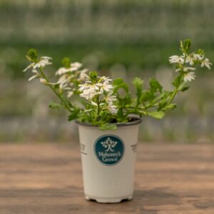 Scaevola – Bombay White – 4.5″ Pot