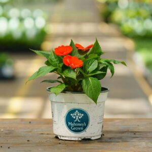 Sunpatiens – Electric Orange – 6.5″ Pot
