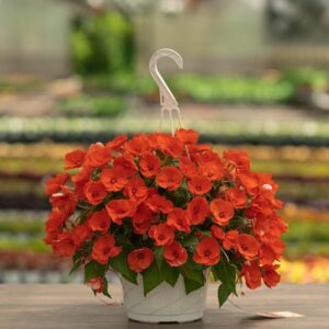 Sunpatiens – Electric Orange – 8″ Hanging Basket