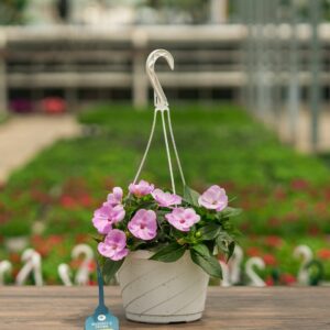 Sunpatiens – Orchid – 8″ Hanging Basket