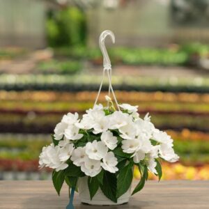 Sunpatiens – White – 8″ Hanging Basket