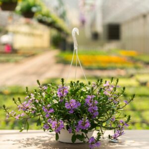 Scaevola – Bombay Dark Blue – 10″ Hanging Basket