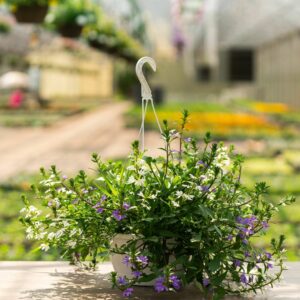 Scaevola – Bombay Mix – 10″ Hanging Basket