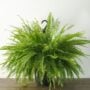 Boston Fern – 10″ Hanging Basket