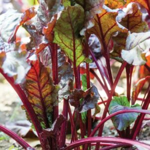 Beets – Bulls Blood – 4″ Pot