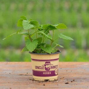 Catnip – 4″ Pot