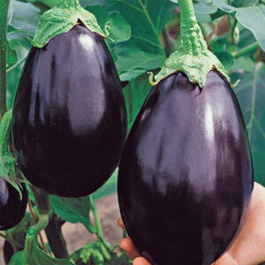 Eggplant – Black Beauty – 4″ Pot