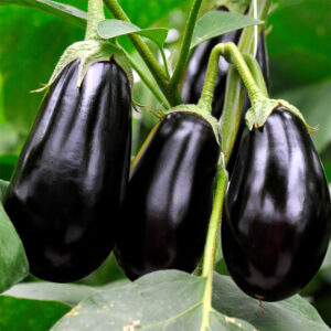 Eggplant – Classic – 4″ Pot