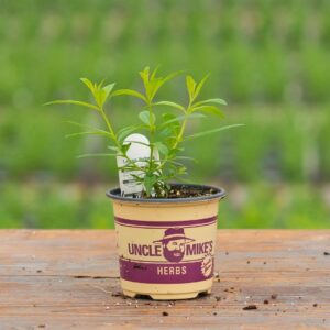 Lemon Verbena – 4″ Pot