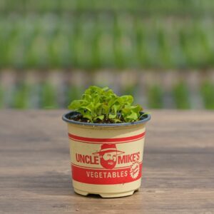 Lettuce – Wildfire Mix – 4″ Pot