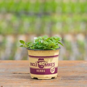 Oregano – Italian – 4″ Pot