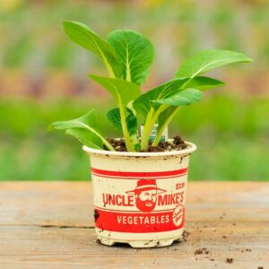 Pak Choi – Joy Choi – 4″ Pot